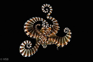 Wonderpus octopus with background elimination. Lembeh. by Mehmet Salih Bilal 